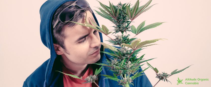 5 Tips on How Not to Smell Like Cannabis After Smoking