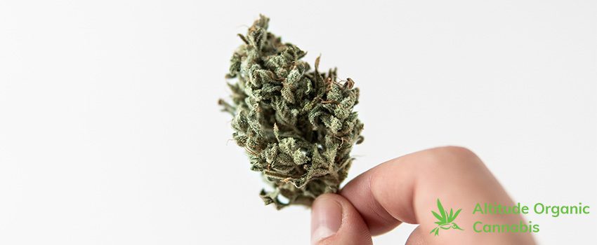 AOC 5 Ways to Improve Marijuana Bud Quality