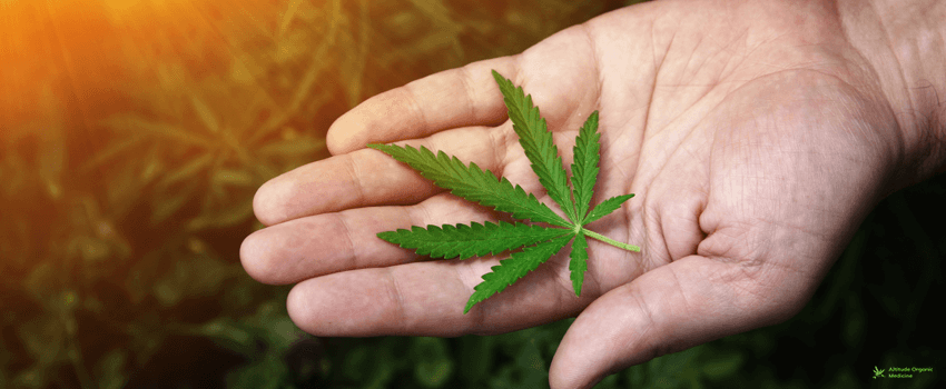AOC-Close-up Hands of man holding leafs of hemp plant