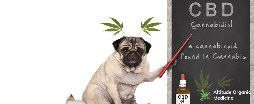 Is CBD Safe for Dogs and Cats