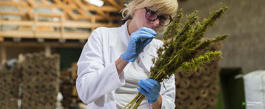 Scientist observing seeds of dry CBD