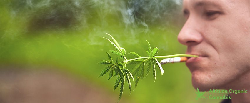 AOC Smoking Weed Vs. Smoking Cigarettes - A Comparison