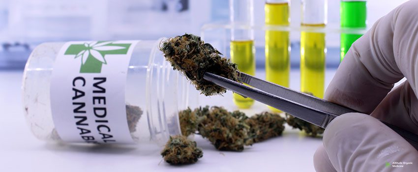 Tweezers hold cannabis bud