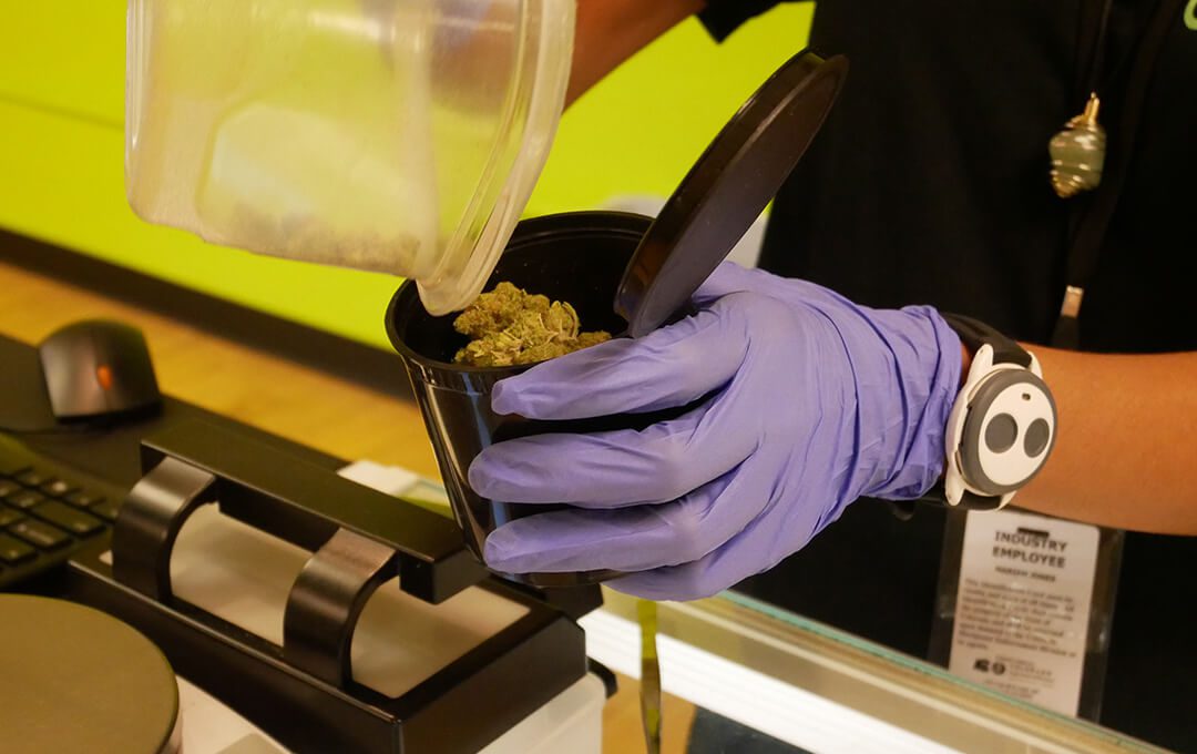 AOC Preparing Cannabis for Weighing