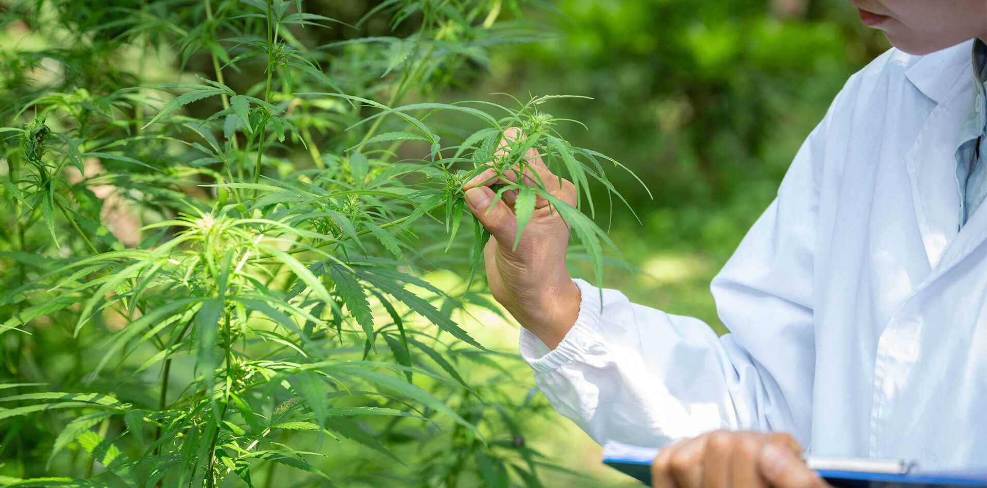 AOC Healhty Grown Cannabis